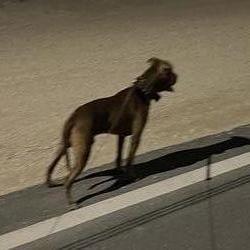 Photo of the dog