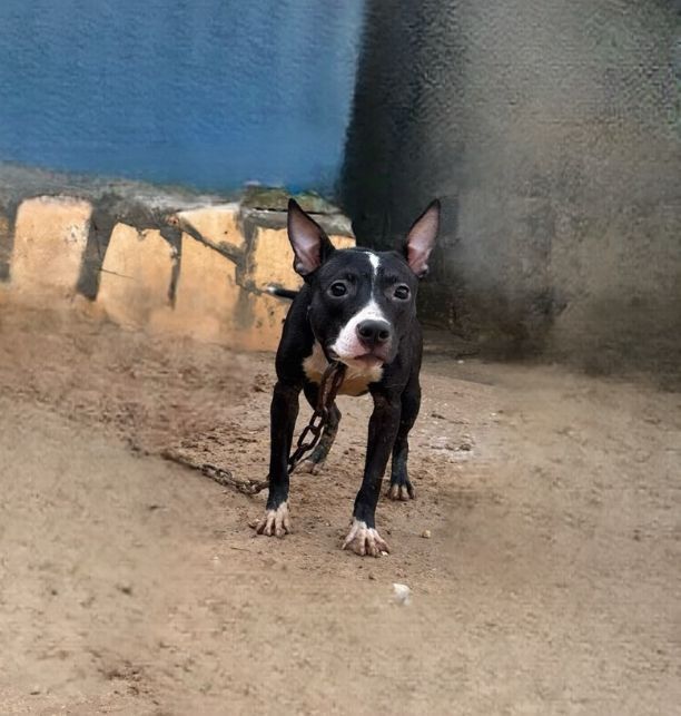 Photo of the dog