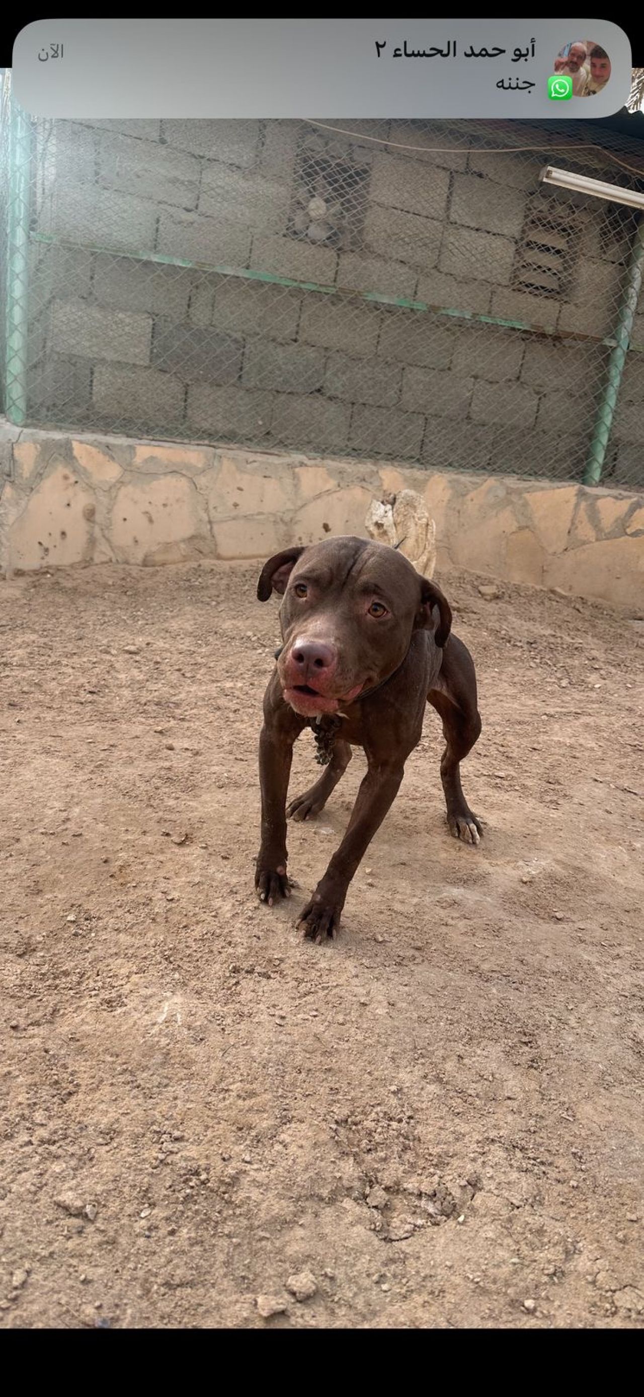Photo of the dog