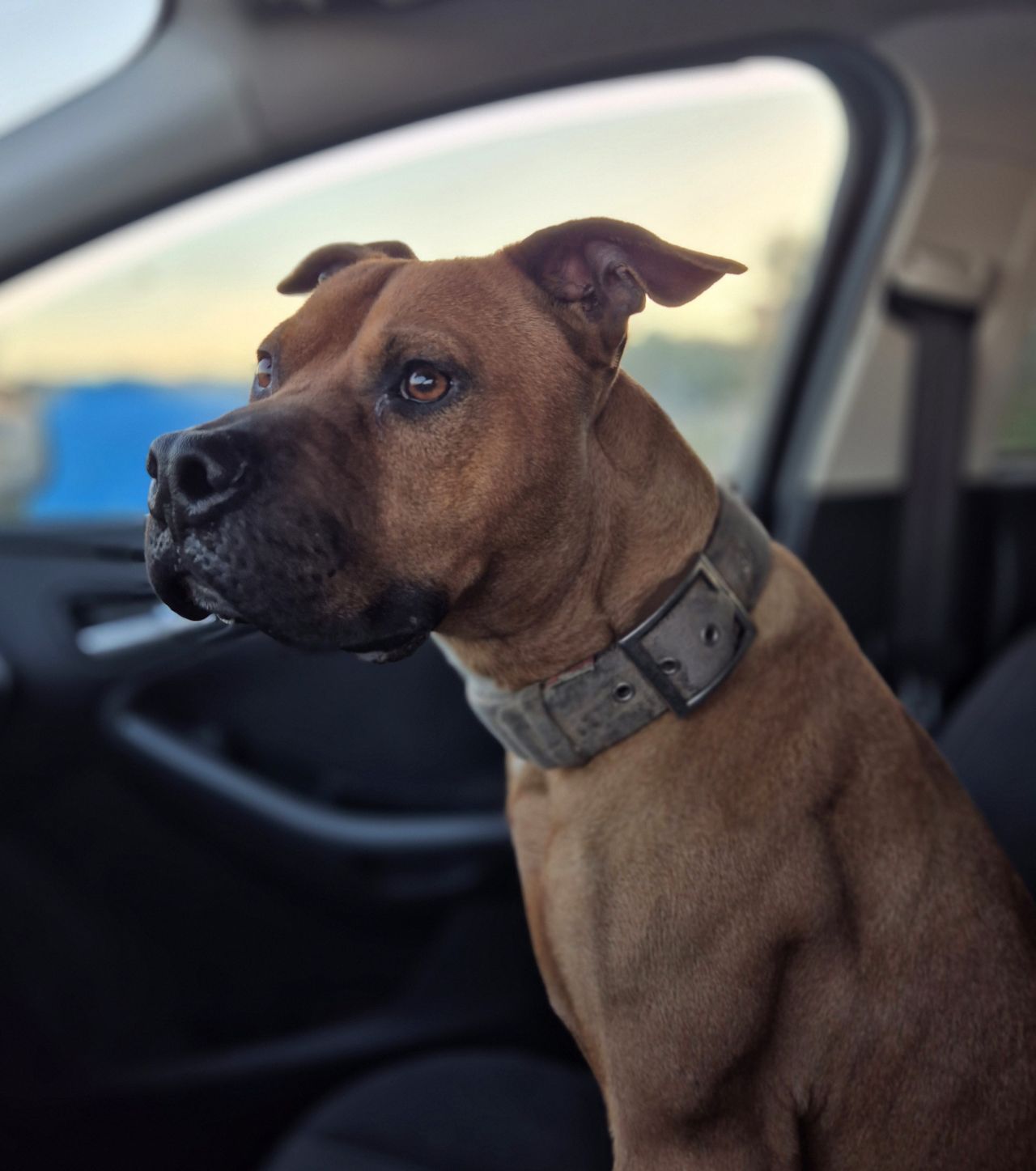 Photo of the dog
