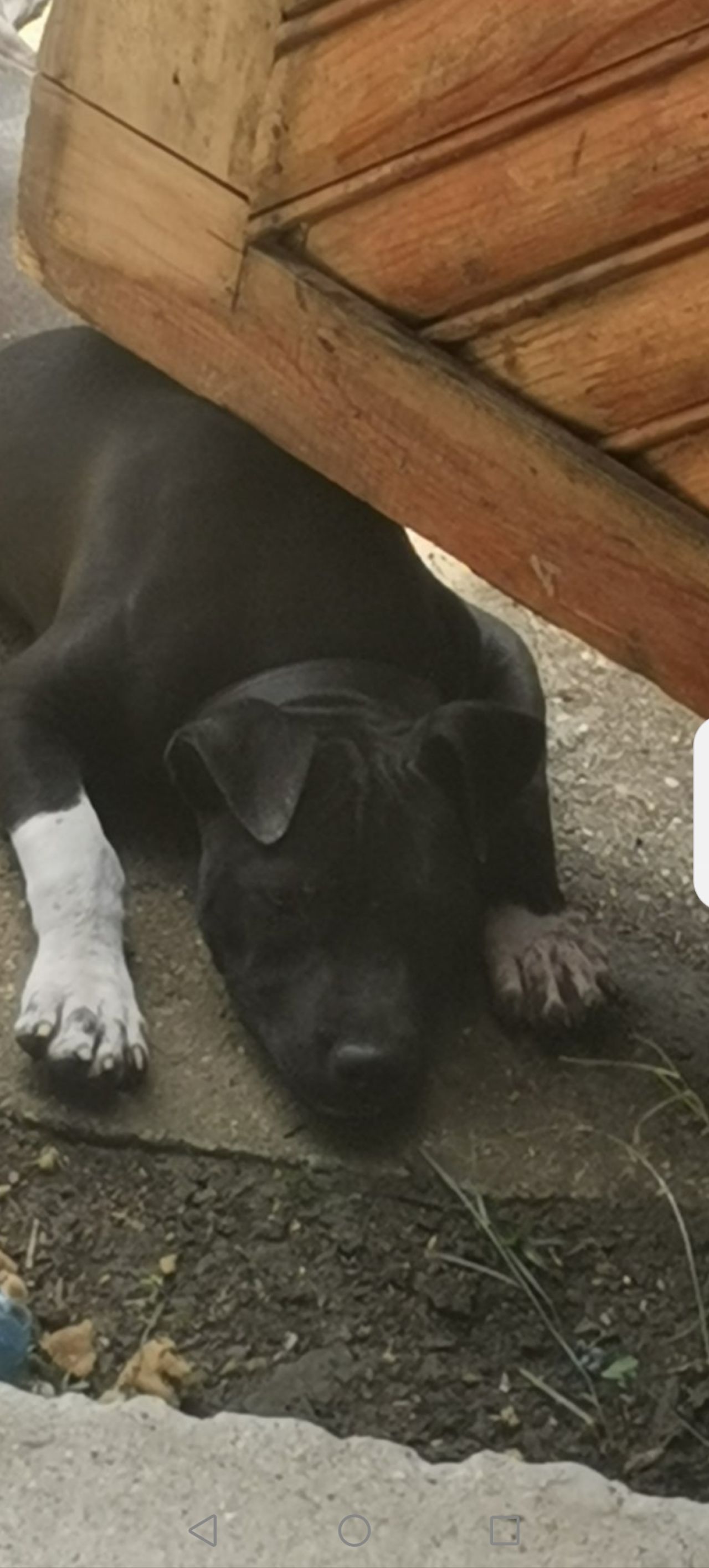 Photo of the dog