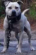 Photo of the dog