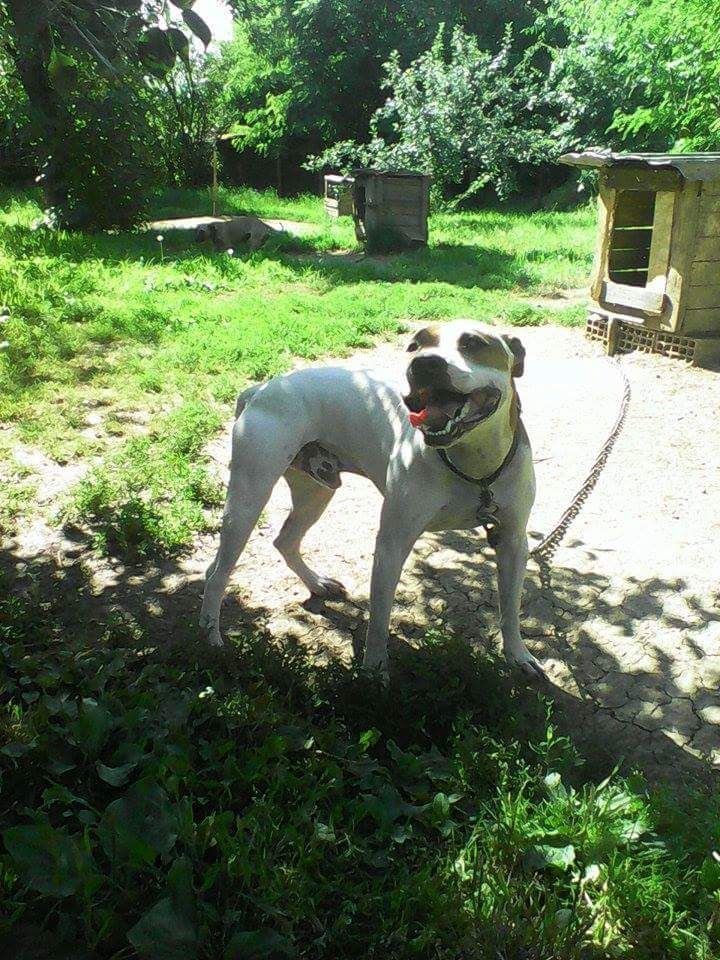 Photo of the dog