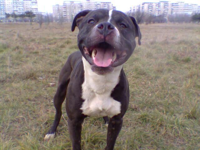 Photo of the dog