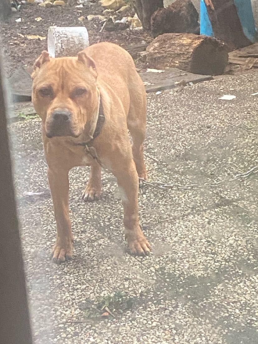 Photo of the dog