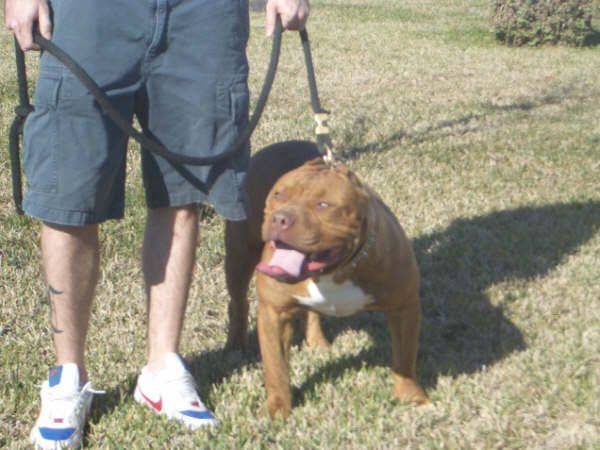 Photo of the dog