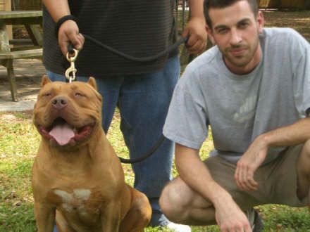 Photo of the dog