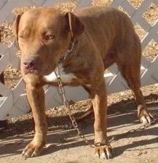 Photo of the dog