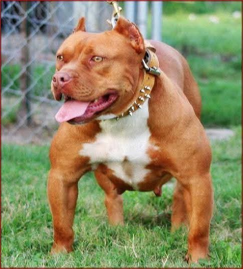 Photo of the dog