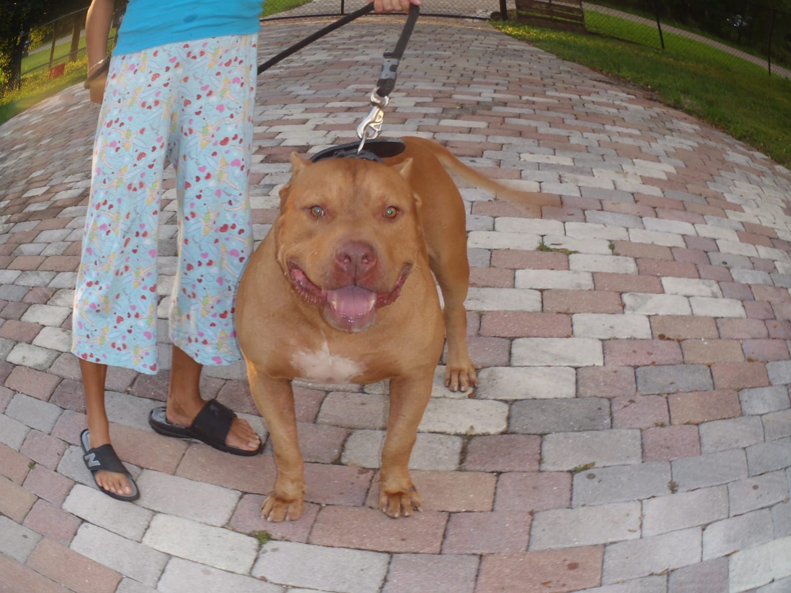 Photo of the dog
