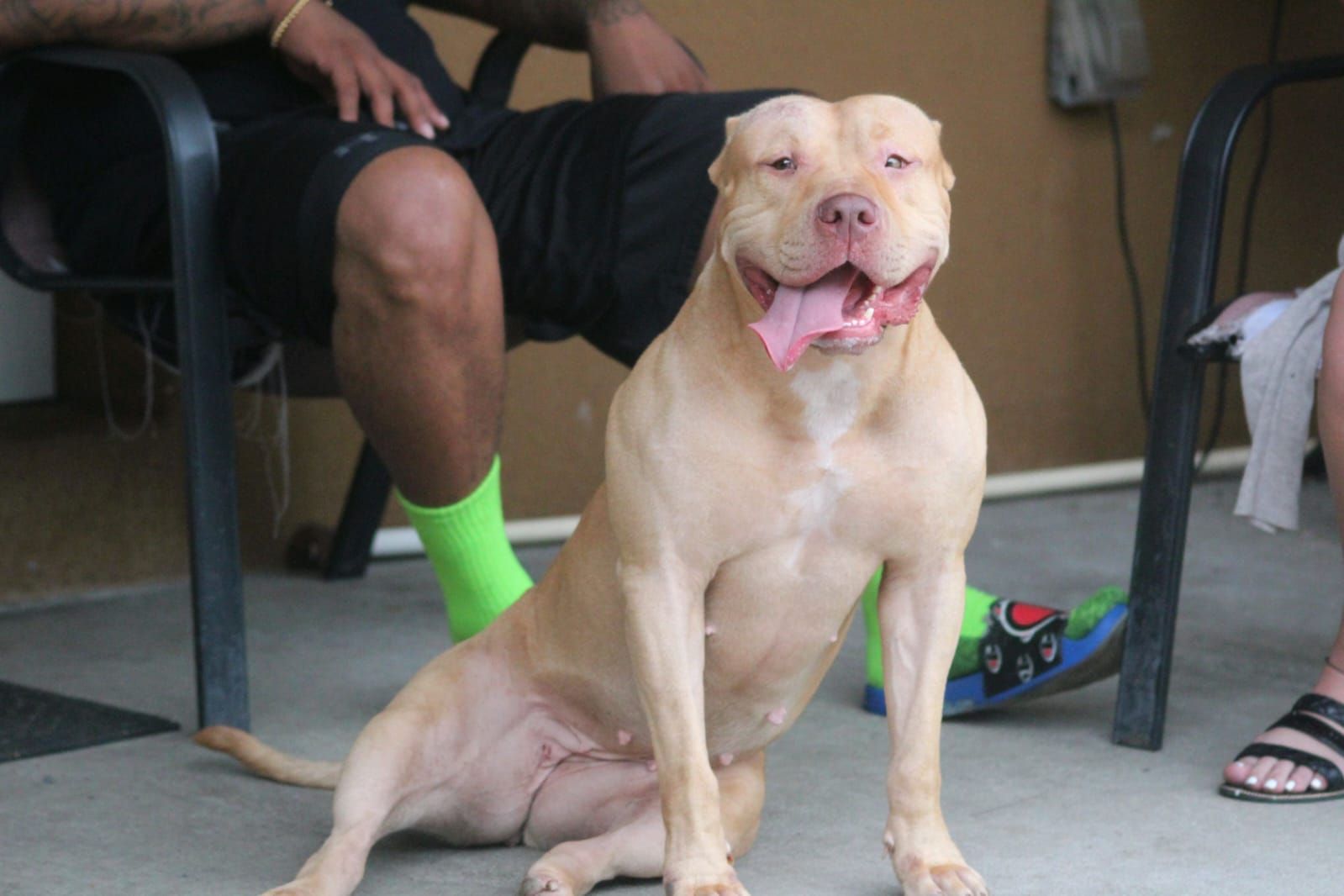 Photo of the dog