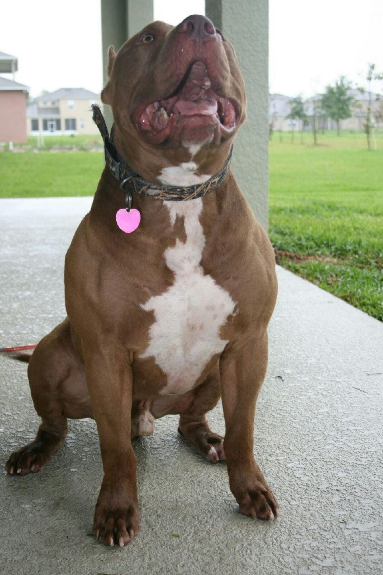 Photo of the dog