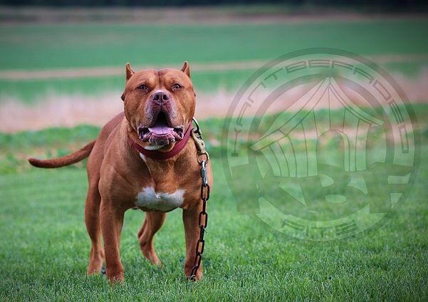 Photo of the dog