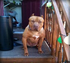 Photo of the dog