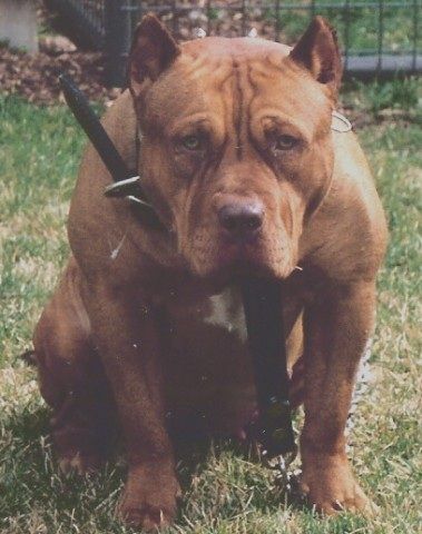 Photo of the dog