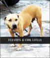 Photo of the dog