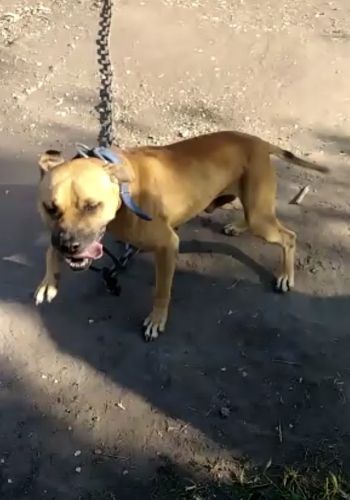 Photo of the dog