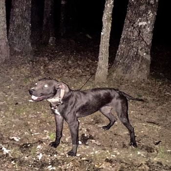 Photo of the dog
