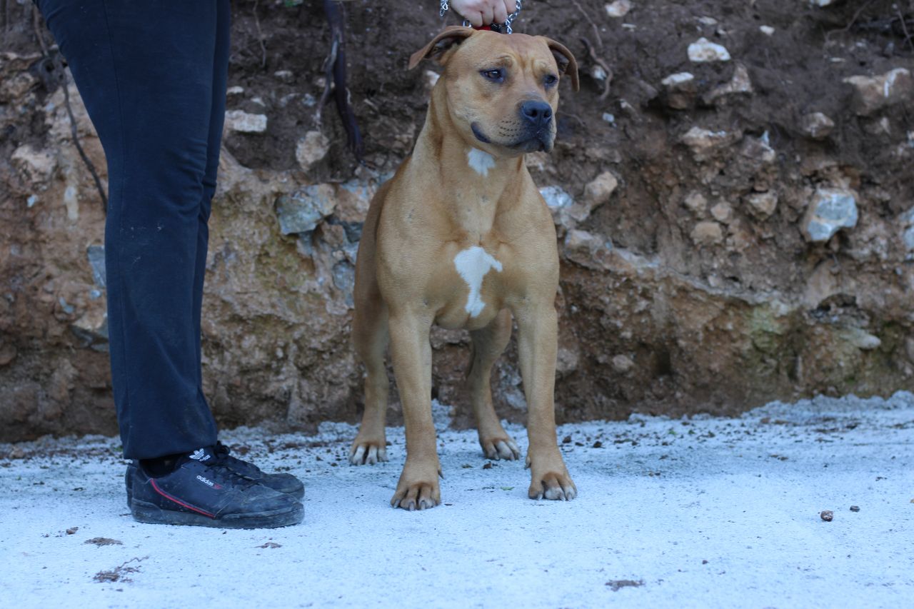 Photo of the dog