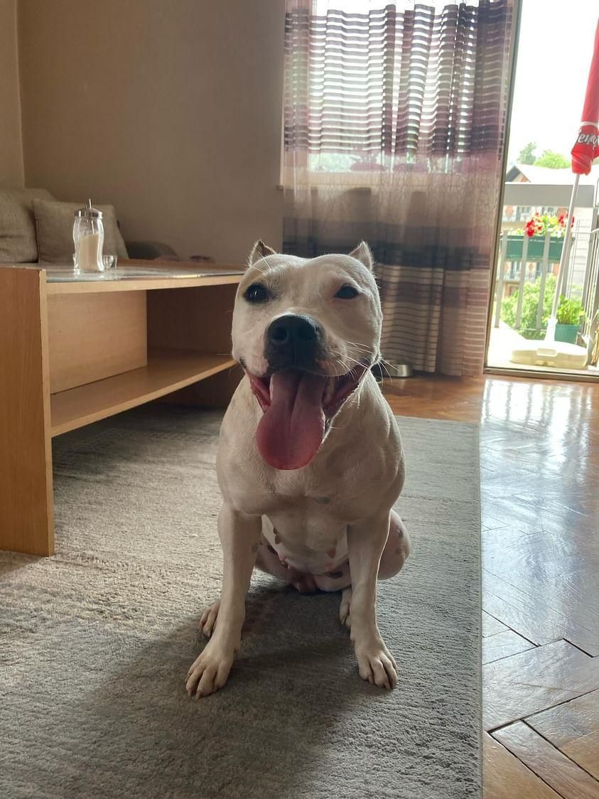 Photo of the dog