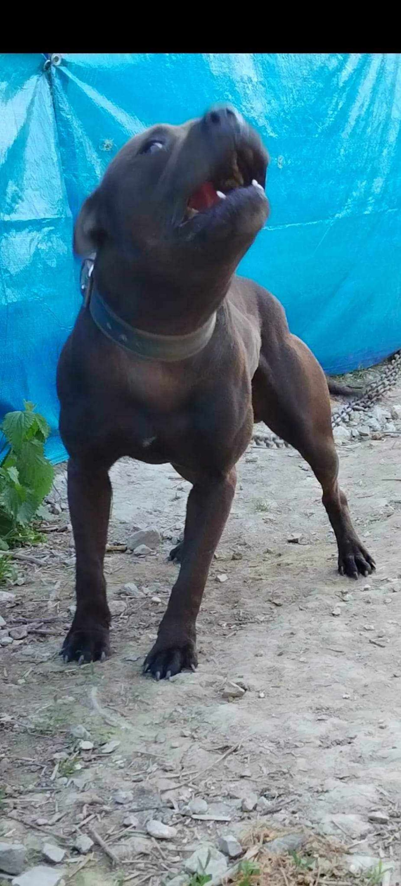 Photo of the dog