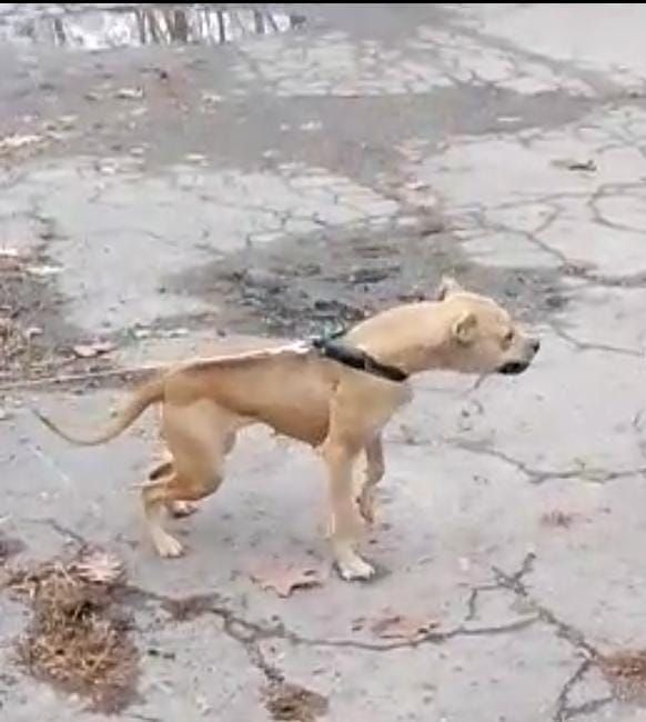 Photo of the dog