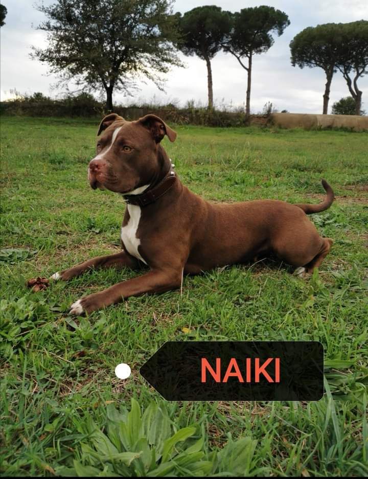 Photo of the dog