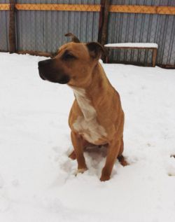 Photo of the dog