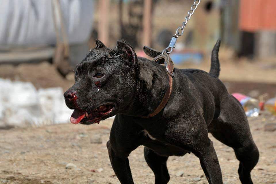 Photo of the dog