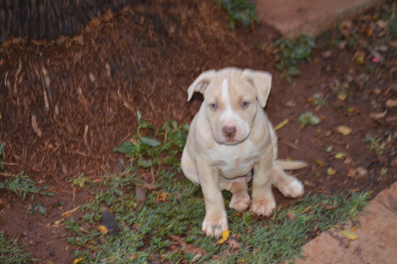 Photo of the dog