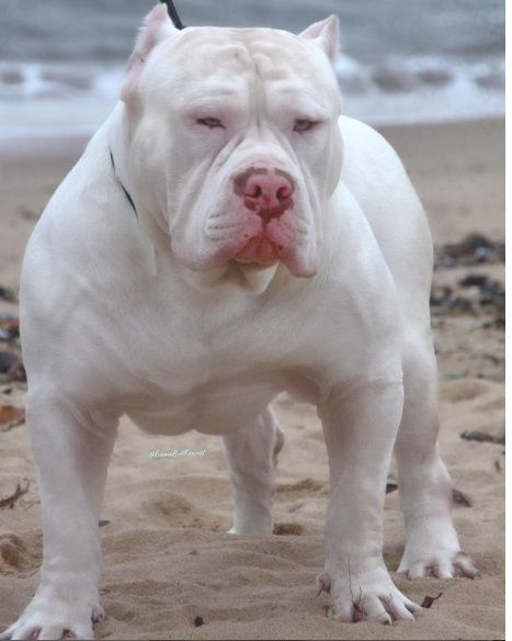 Photo of the dog
