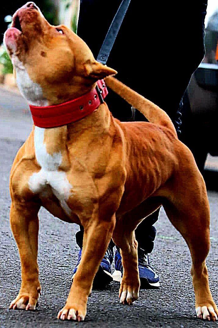 Photo of the dog