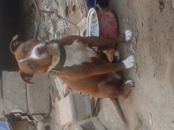 Photo of the dog