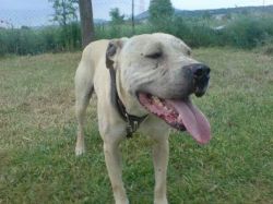 Photo of the dog