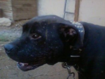 Photo of the dog