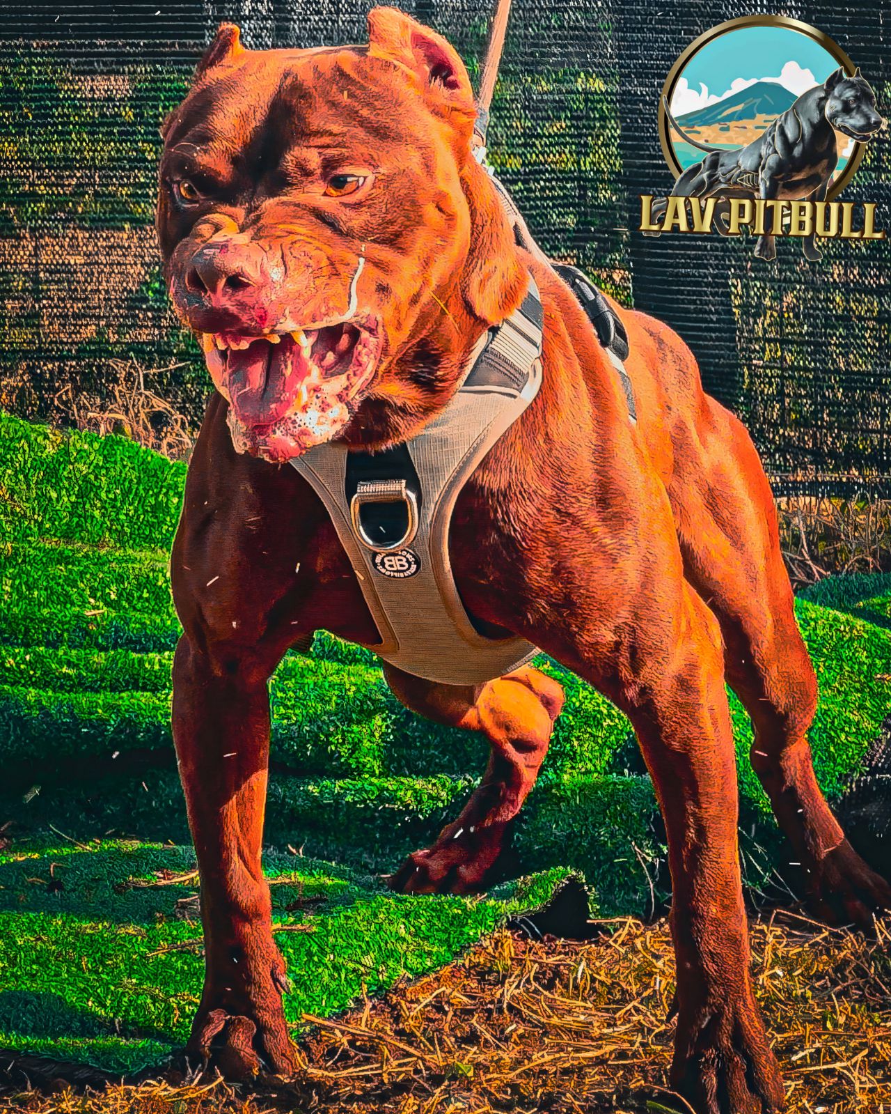 Photo of the dog