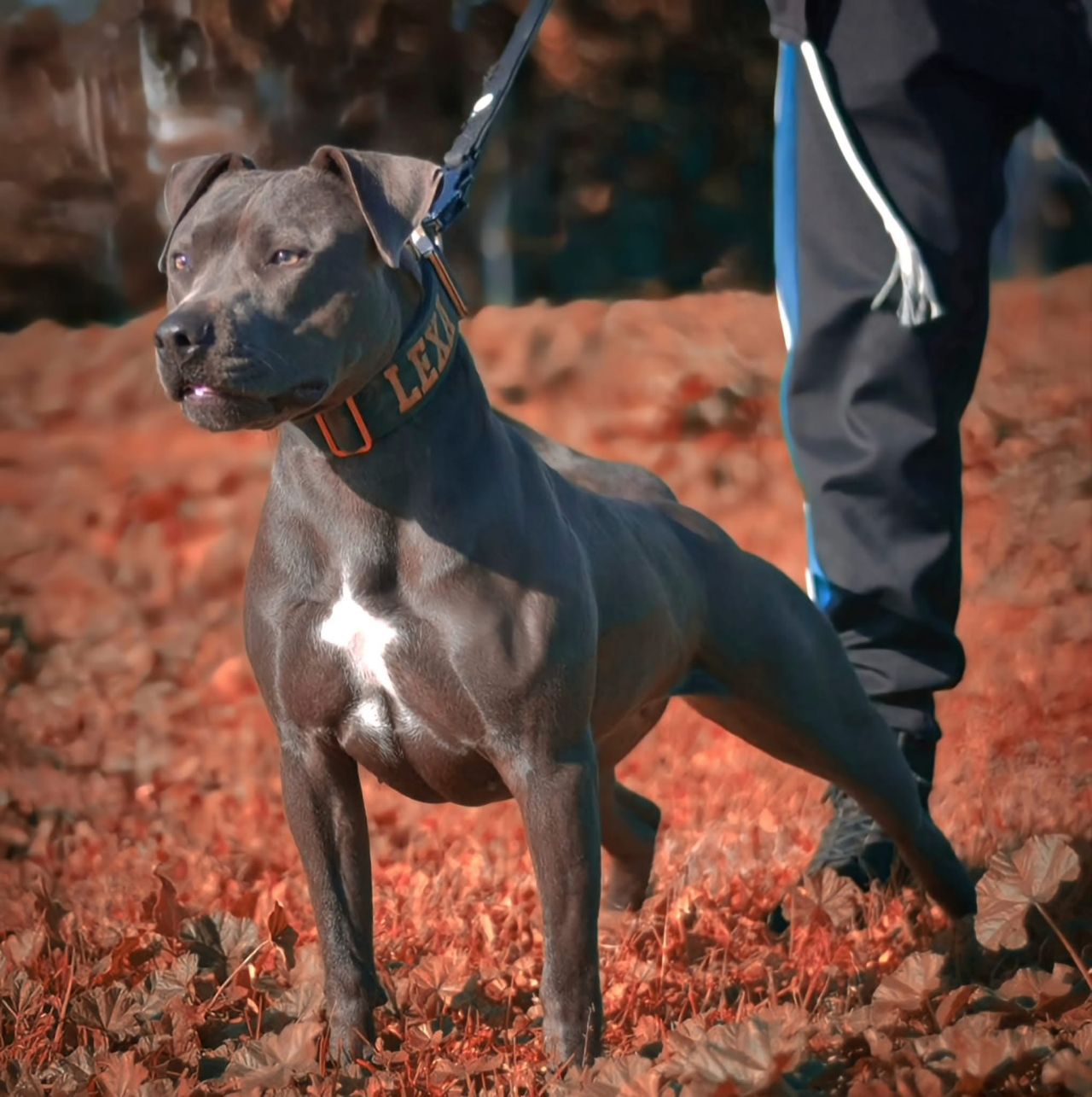 Photo of the dog
