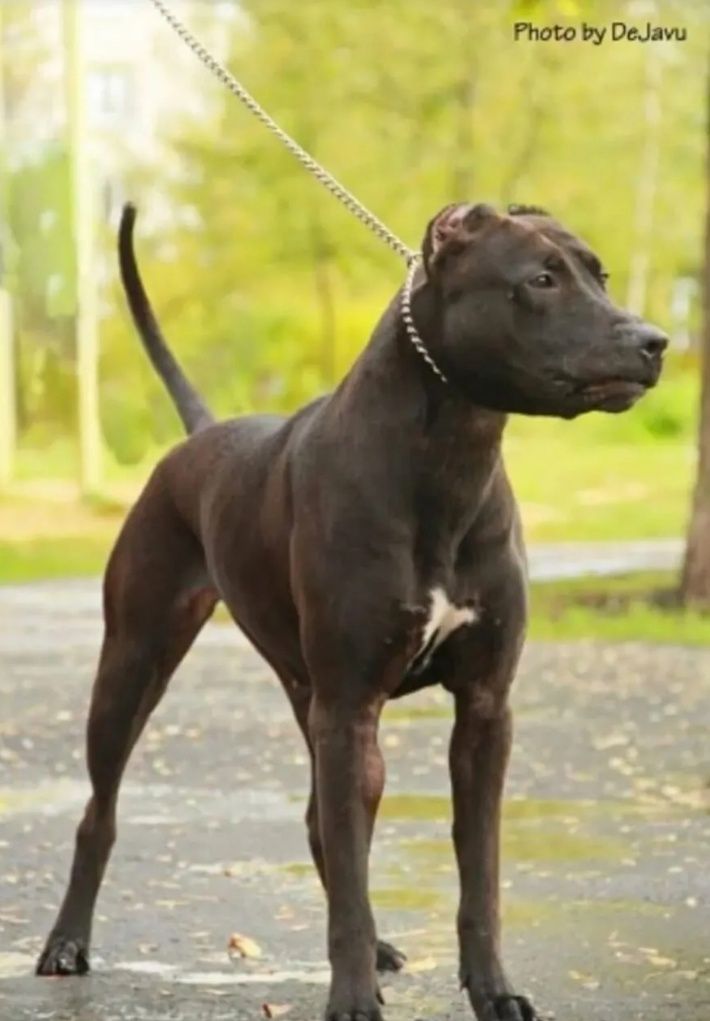 Photo of the dog