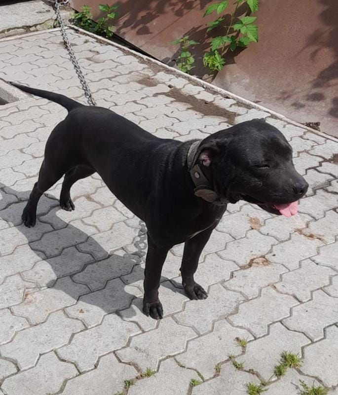 Photo of the dog