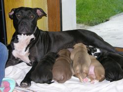 Photo of the dog