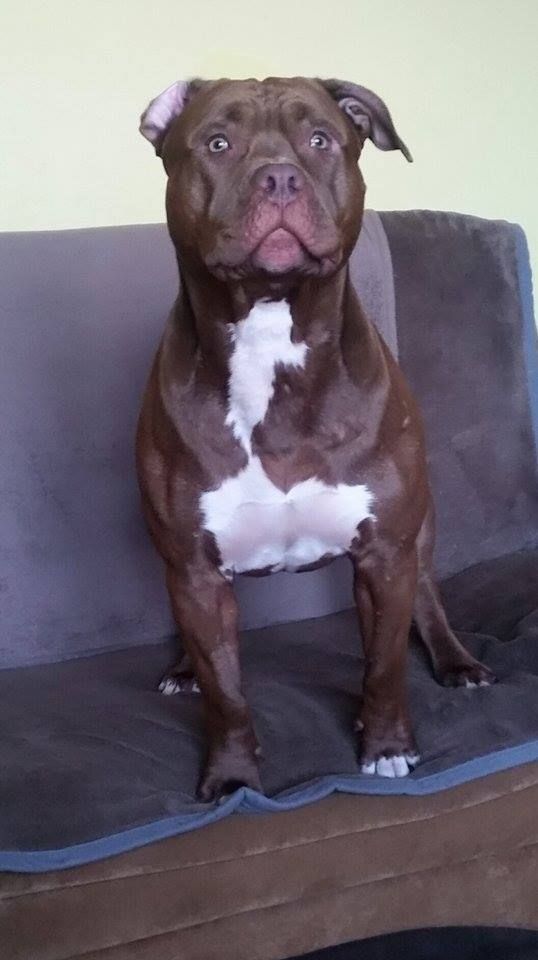 Photo of the dog