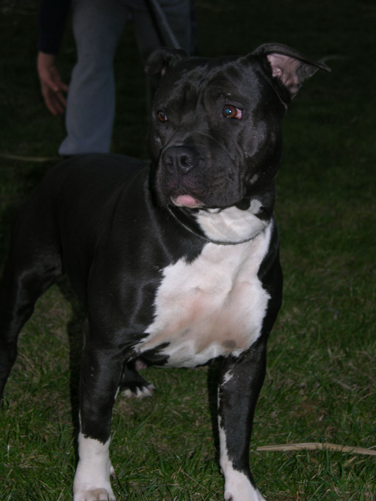 Photo of the dog