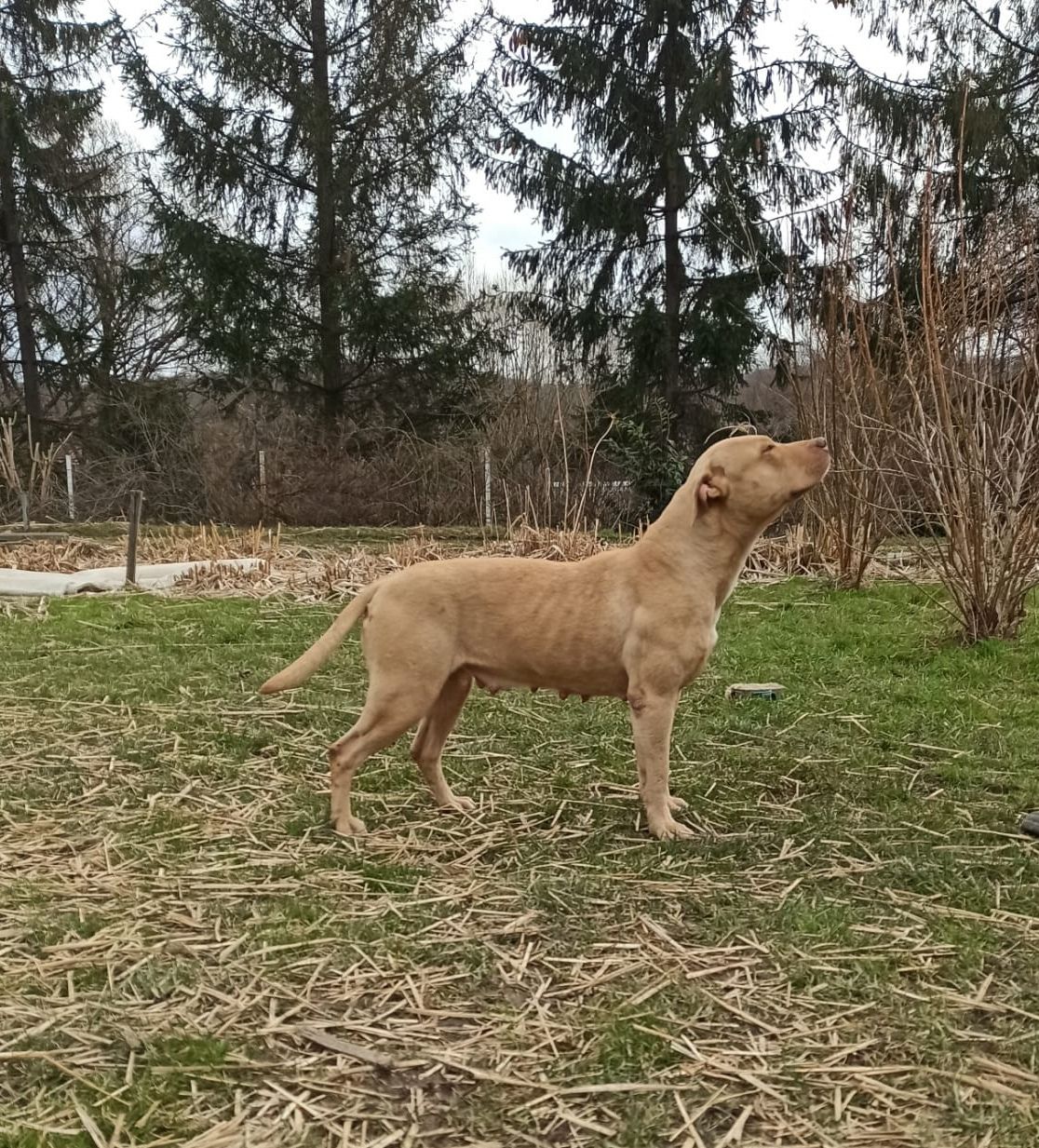 Photo of the dog