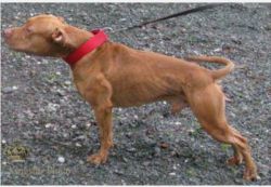 Photo of the dog
