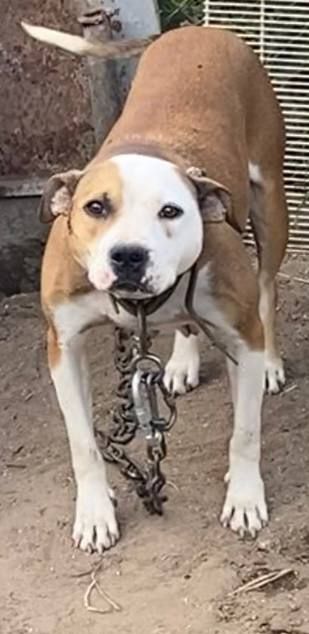 Photo of the dog