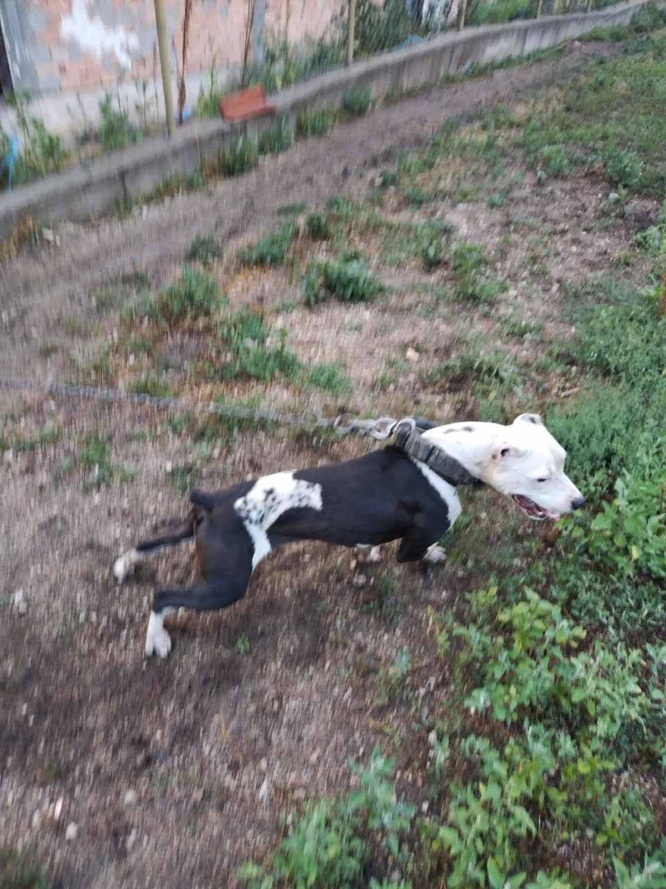 Photo of the dog