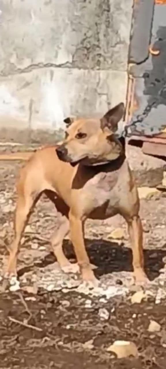 Photo of the dog