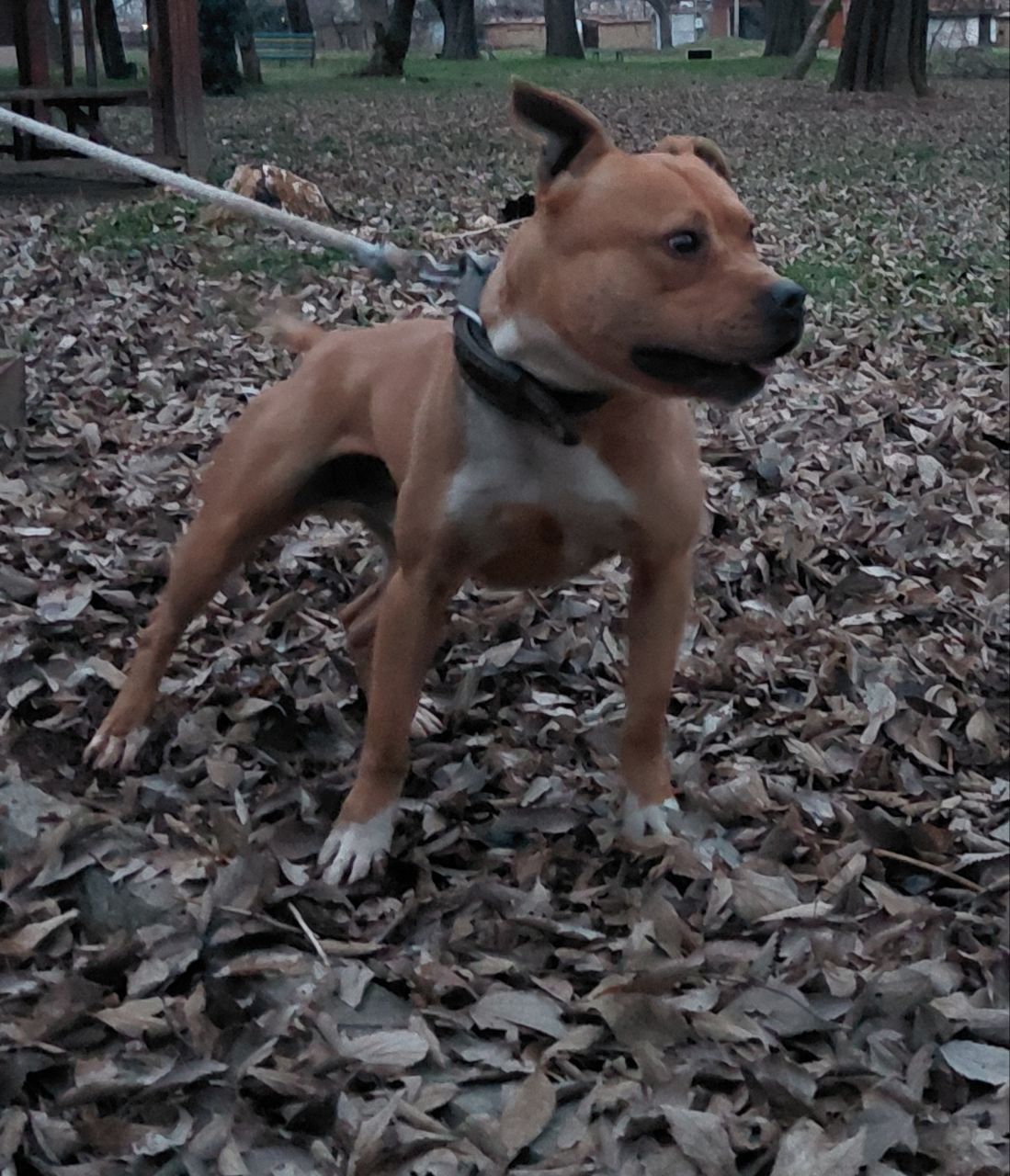 Photo of the dog