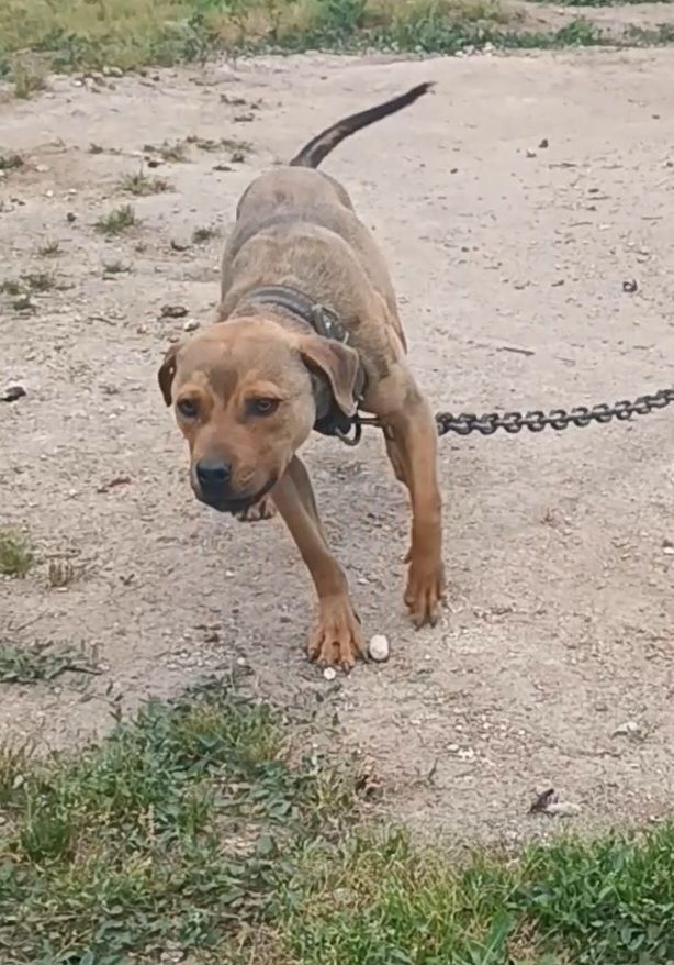 Photo of the dog