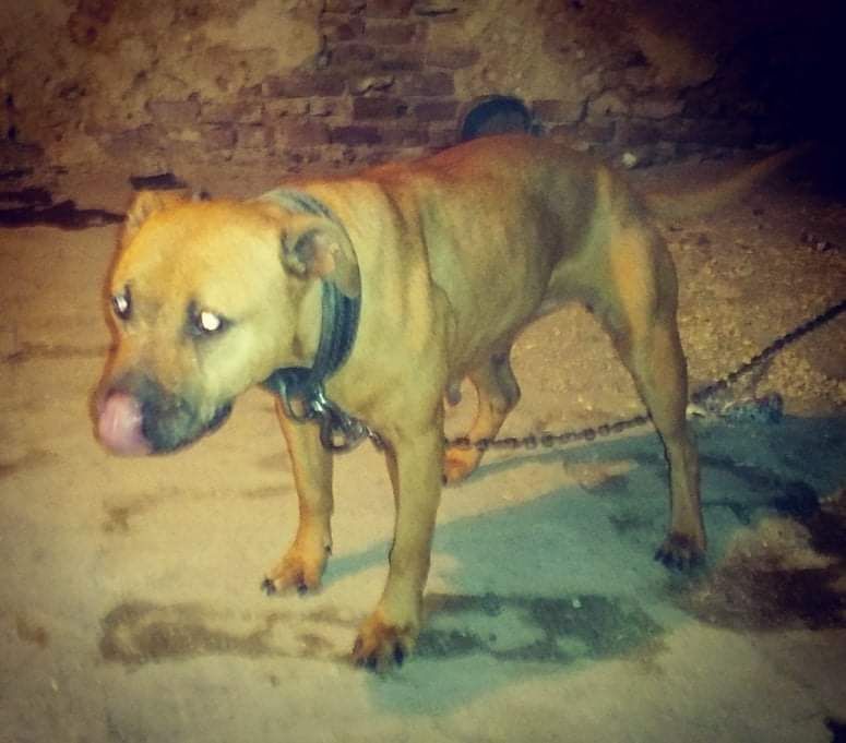 Photo of the dog